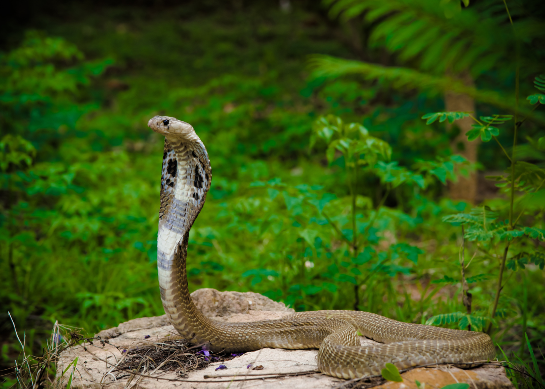 A cobra on a rock with a forest in the background.