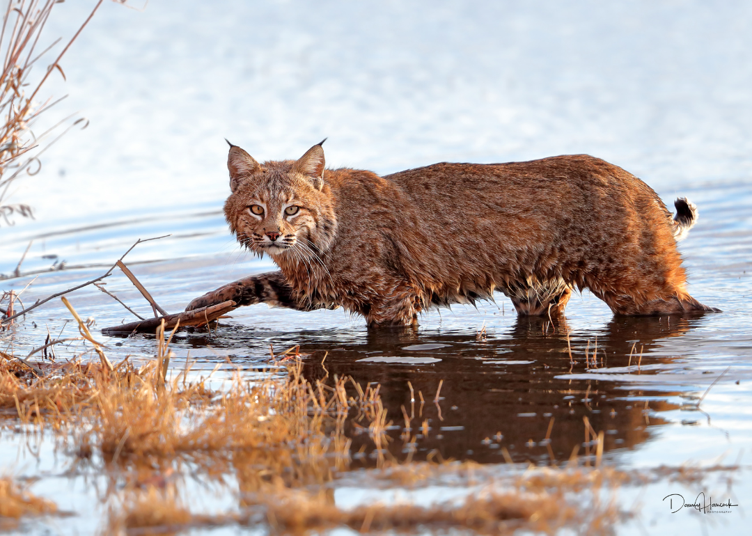 A bobcat walking through water.