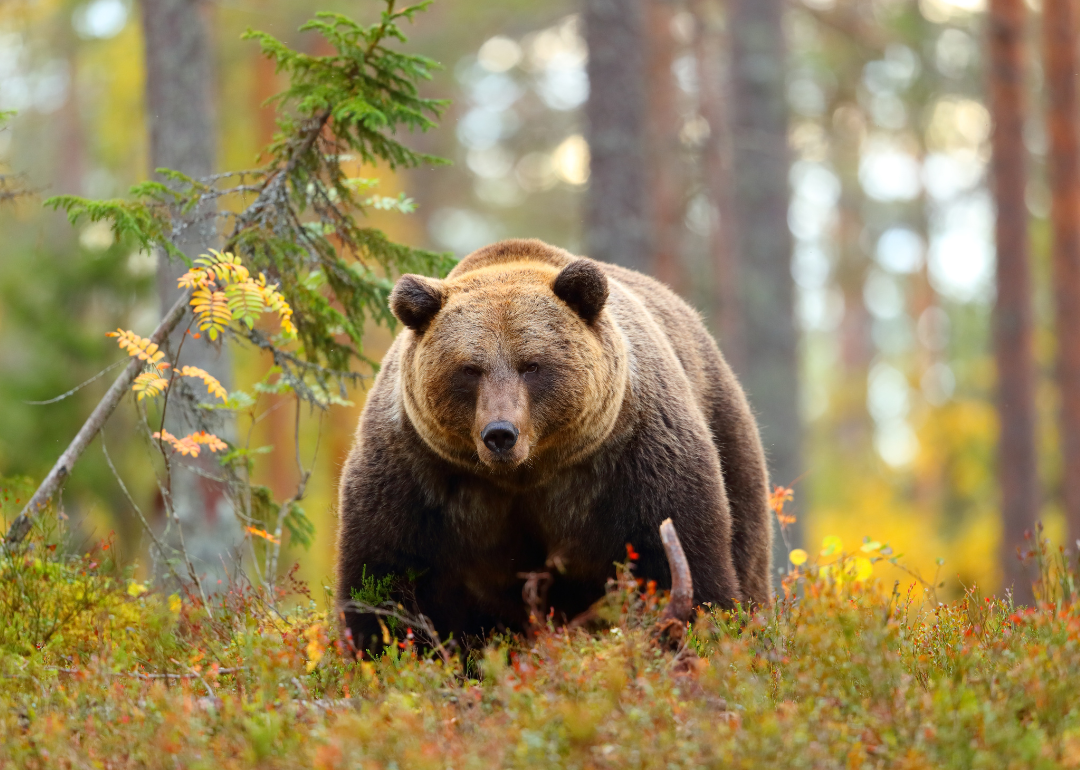 A brown bear in a forest.