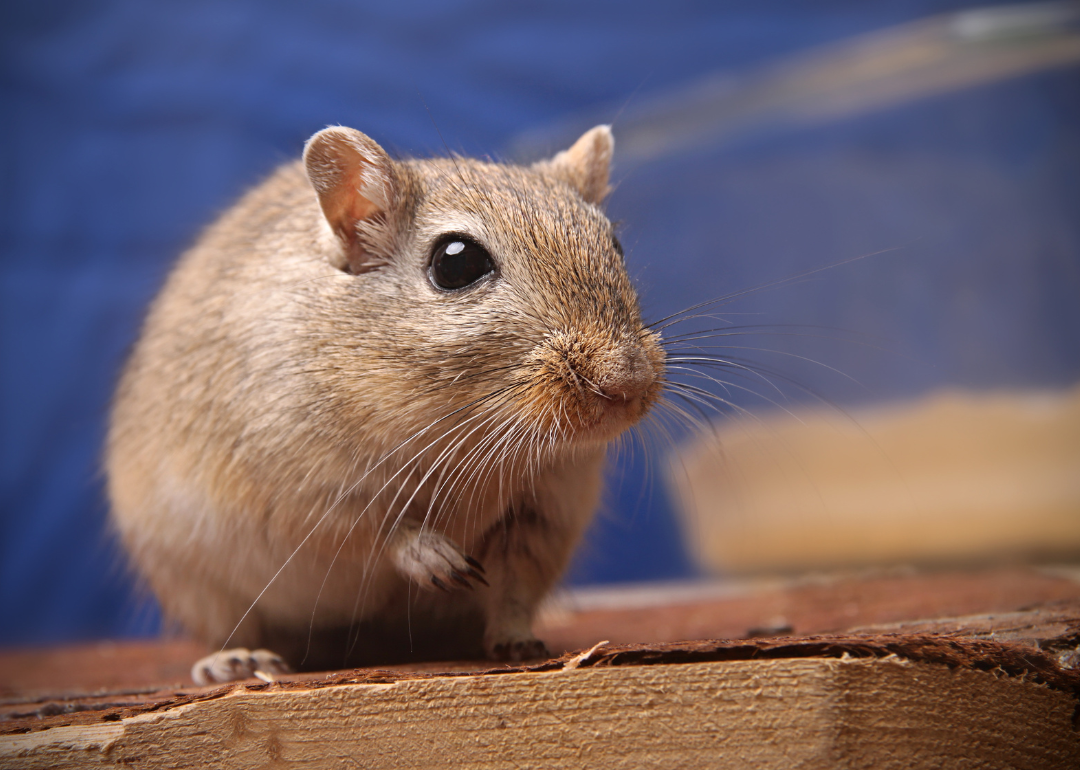 A gerbil sitting on a piece of wood.
