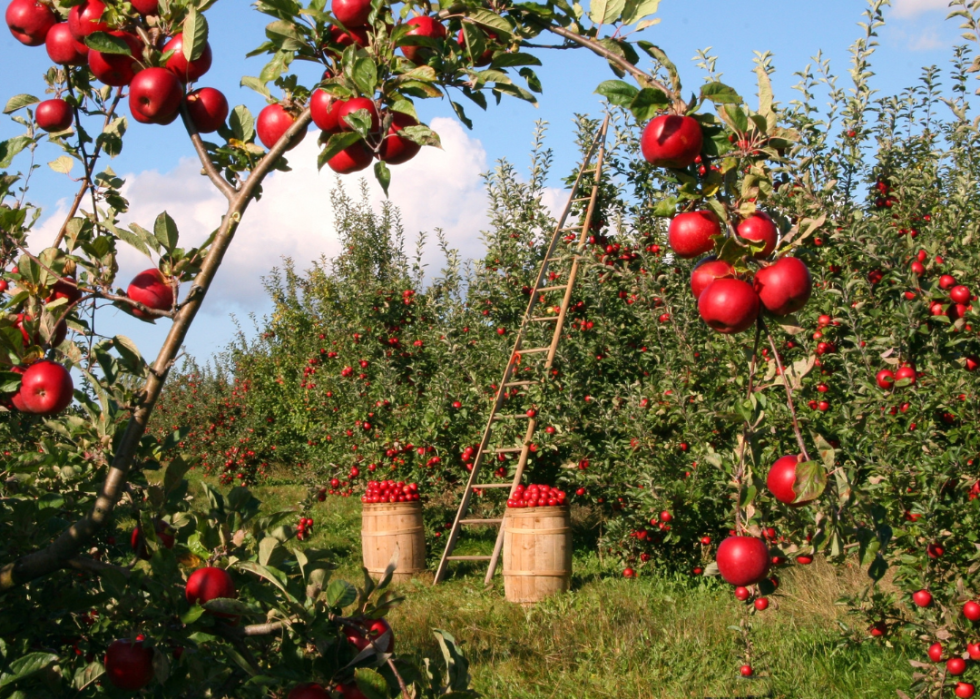 An apple orchard with a ladder and buckets of apples.