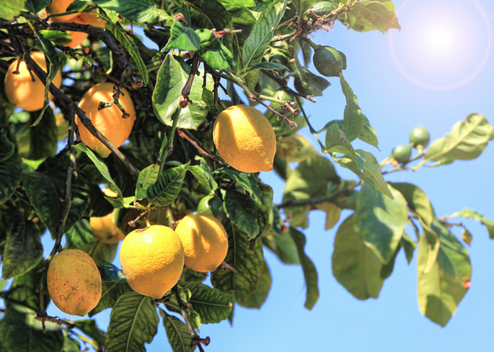 Close up of a lemon tree.