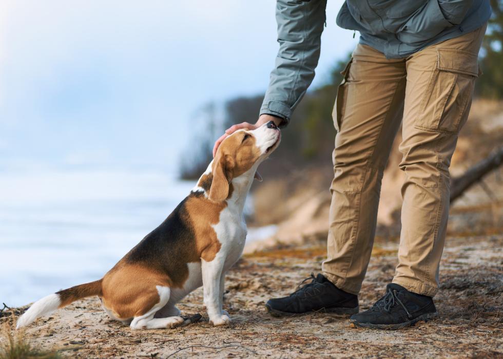 Beagle getting pets from their owner during a walk outside.