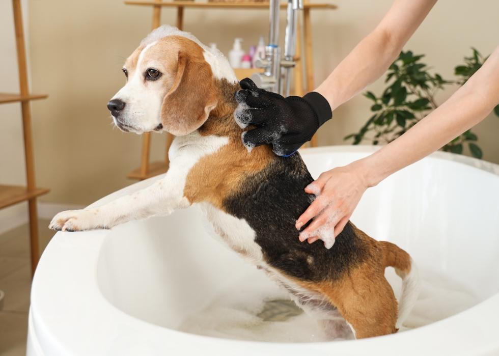 Owner washing Beagle in the bath.