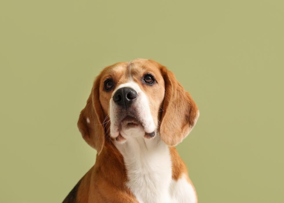 Beagle dog on green background.
