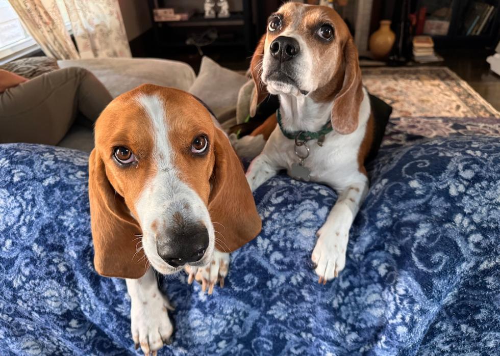 Beagle and Basset Hound look up at camera from couch.