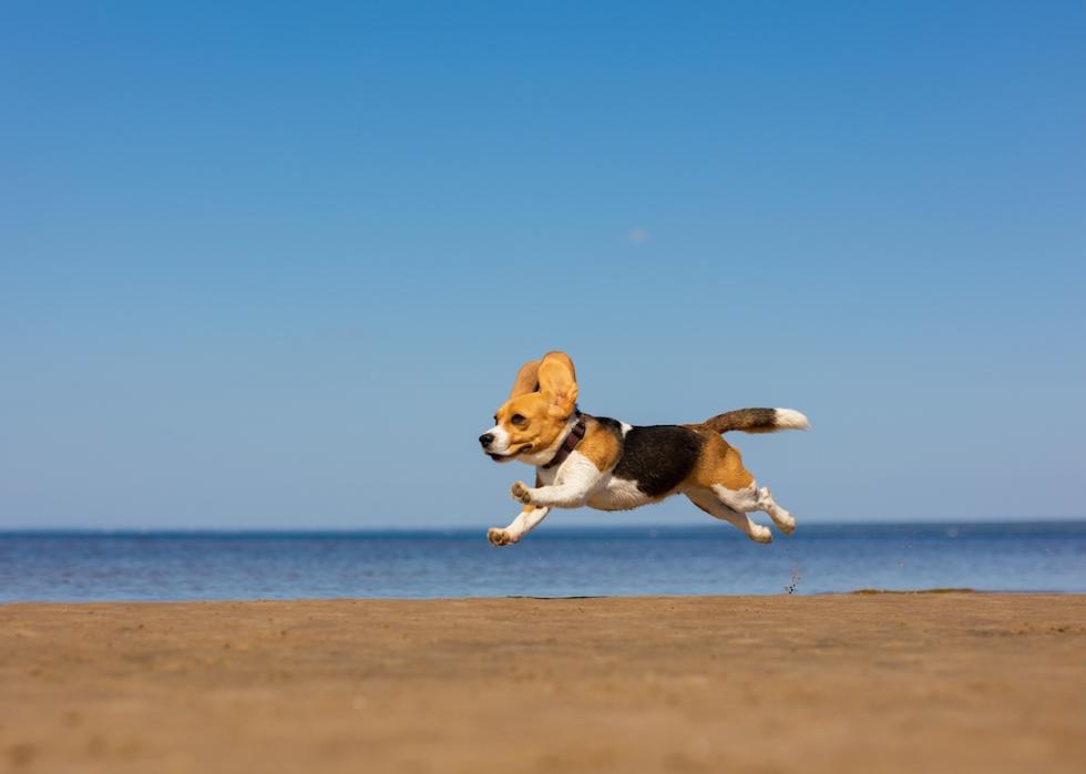 Beagle runs and jumps on the beach.