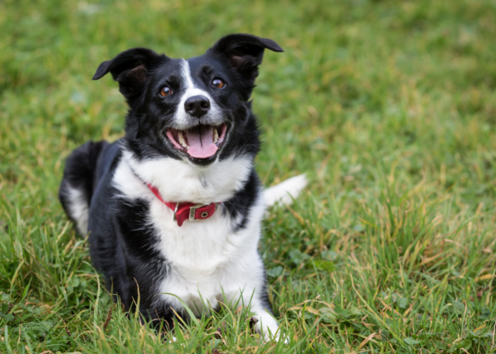 Most Popular Dog Breeds in America | Stacker