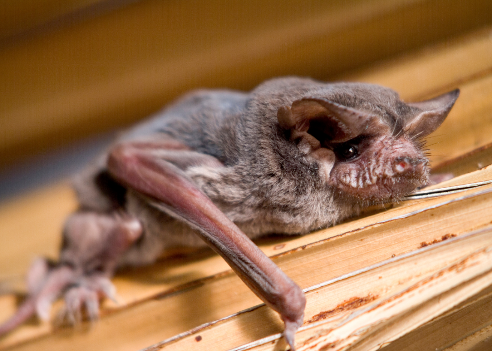 A Brazilian free-tailed bat.