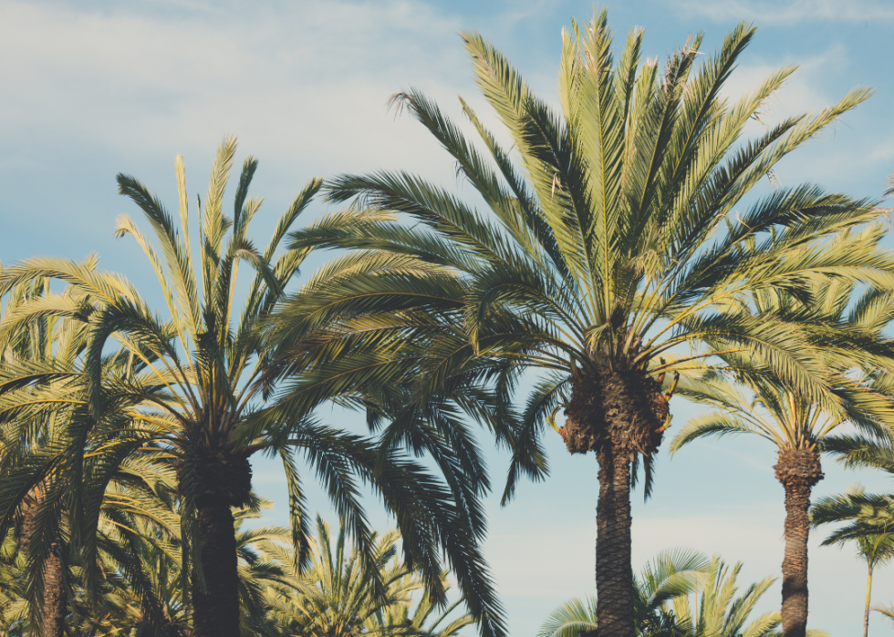 A row of palm trees in California.
