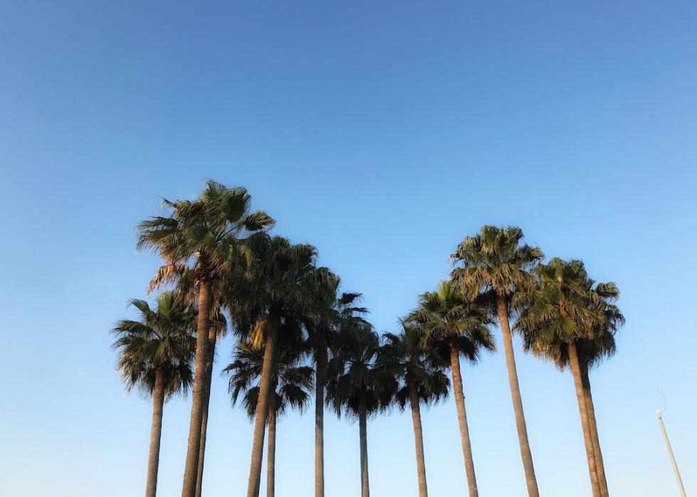 Palm trees in the sky in Texas.