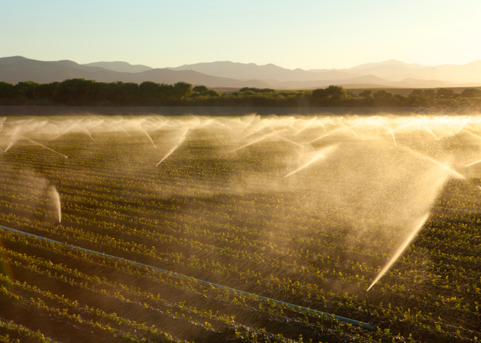 A field of crops being watered by sprinklers.