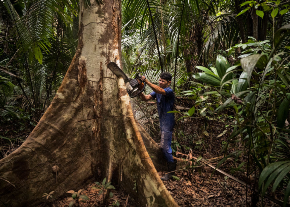 A logger cuts down a tree in the Amazon forest.