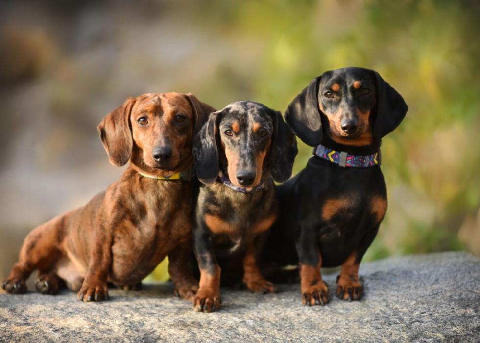 Three dachshunds sitting next to each other on a rock outside.