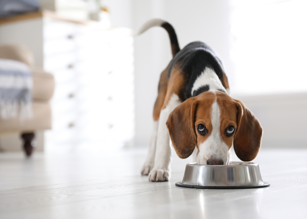 A beagle puppy eating.