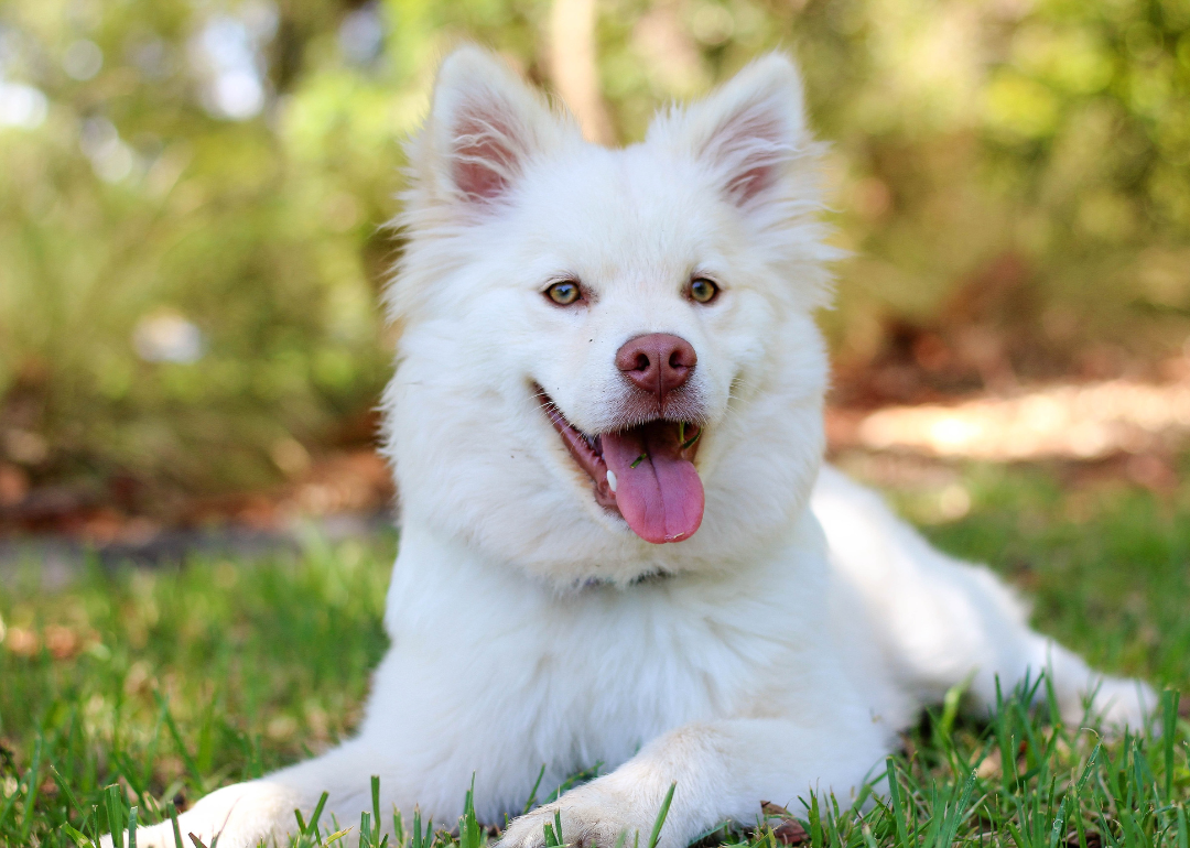 A white fluffy dog lying in the grass.