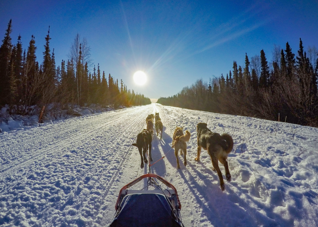 A group of sled dogs running in the snow toward the sun.