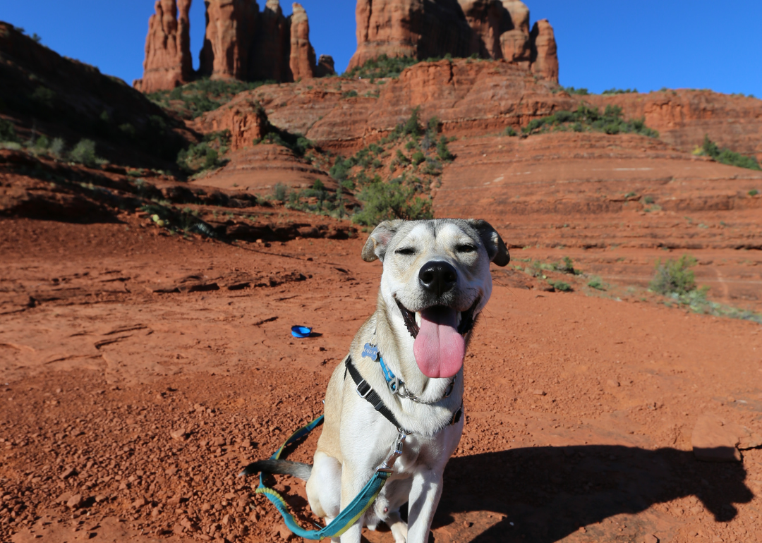 A dog on a leash in the desert landscape of Sedona.