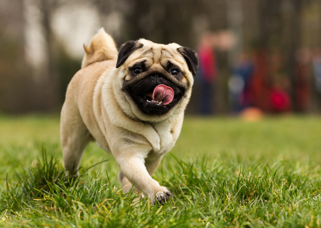A pug running in the grass.