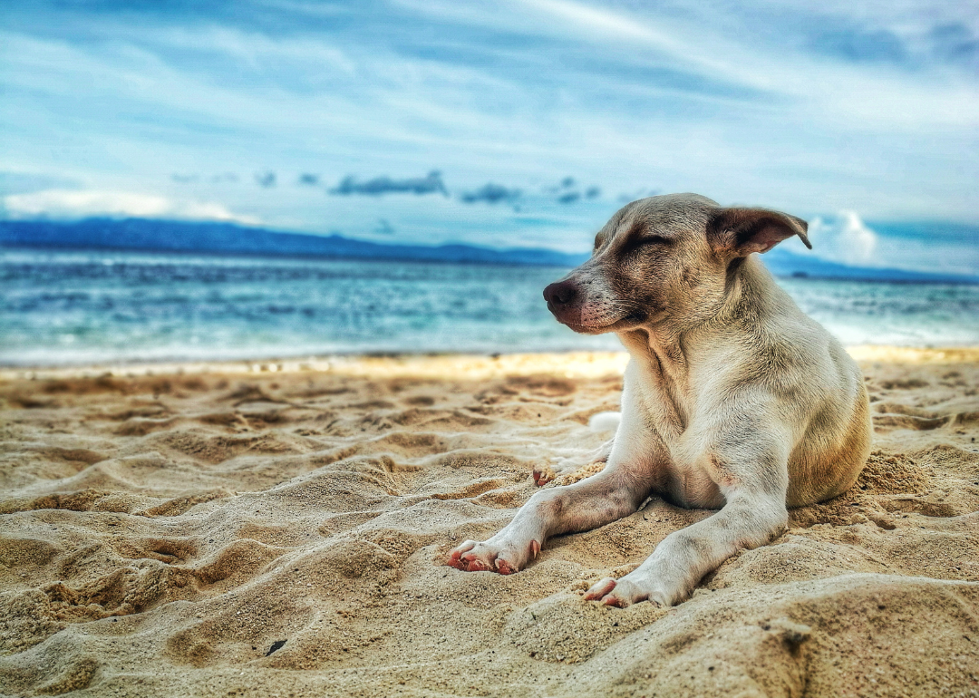 A dog napping on the beach.