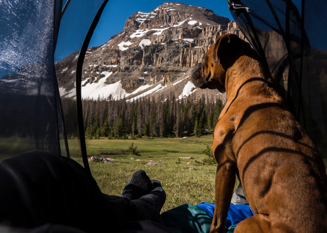 A brown dog in a tent looking out at the mountains.