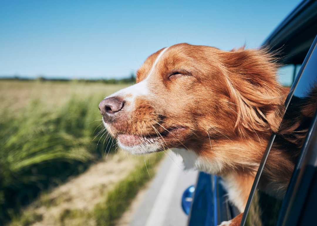 A happy dog riding in the car with the window down.