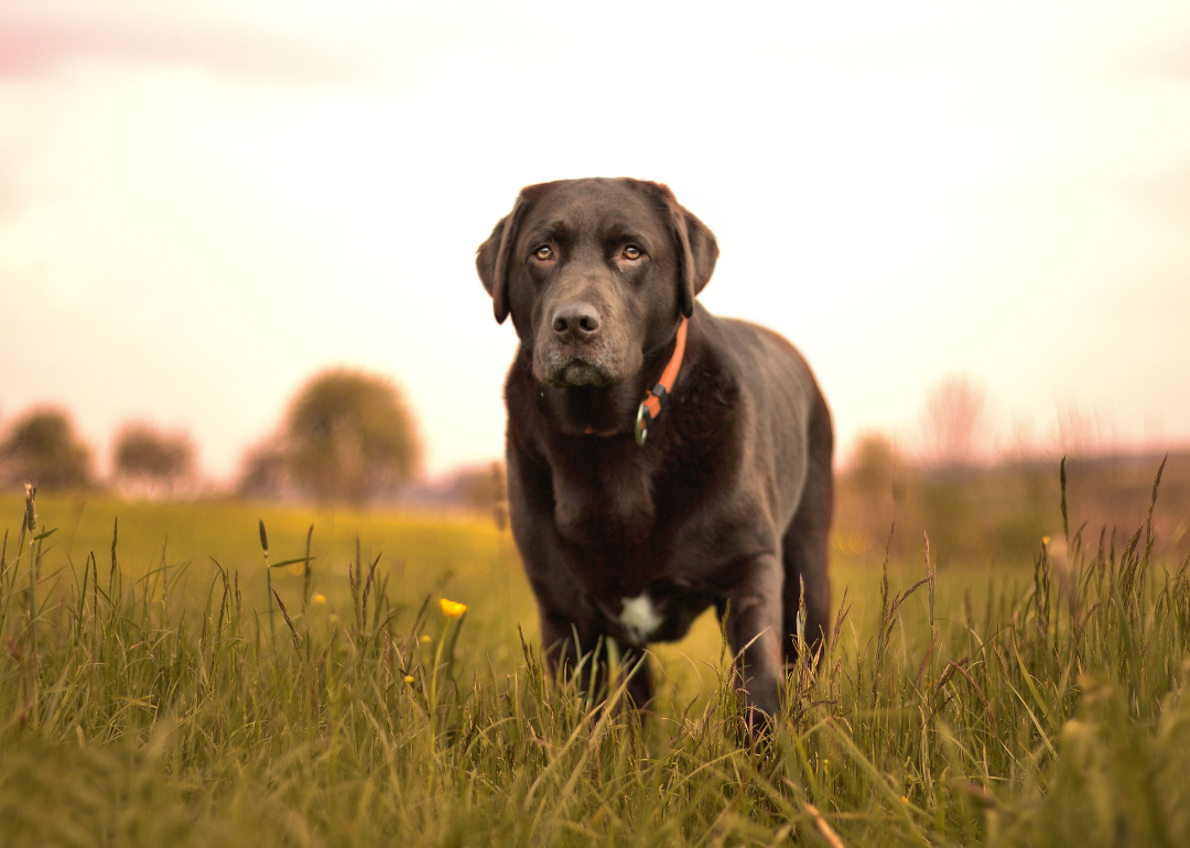 A black Labrador in a field.