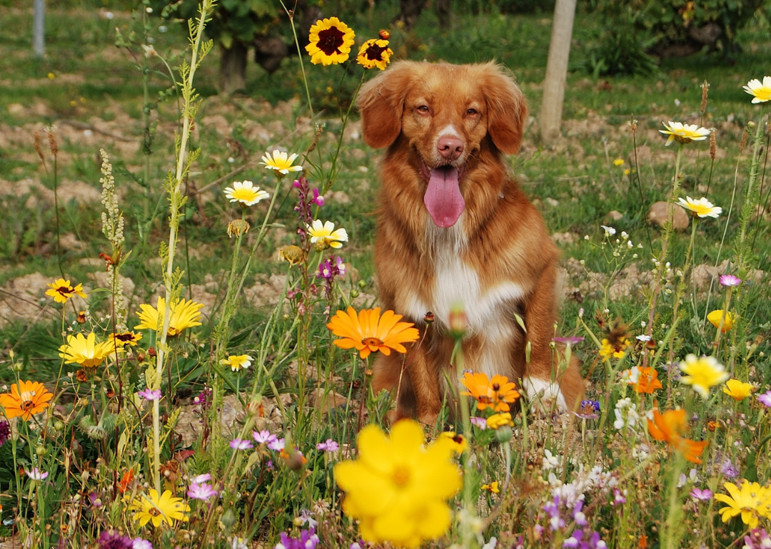 A brown dog sitting in a field of flowers.