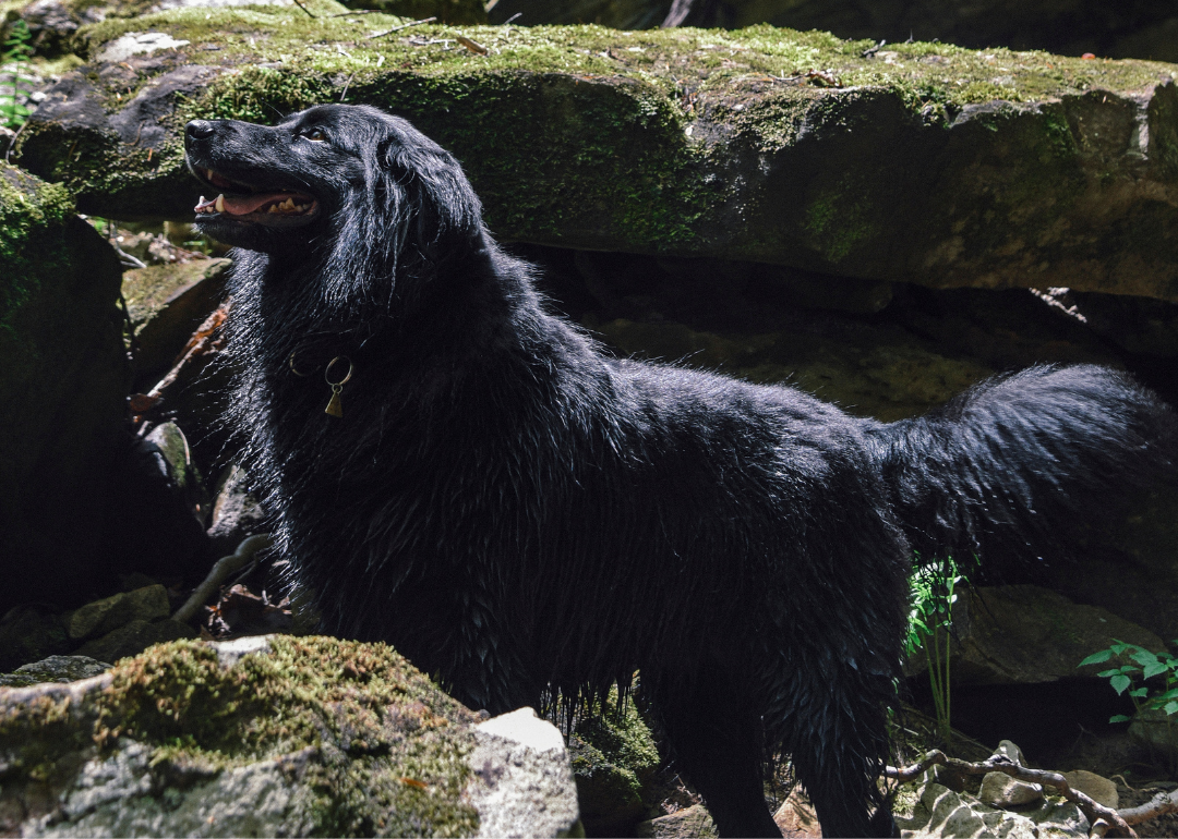 A black fluffy dog in a forest.