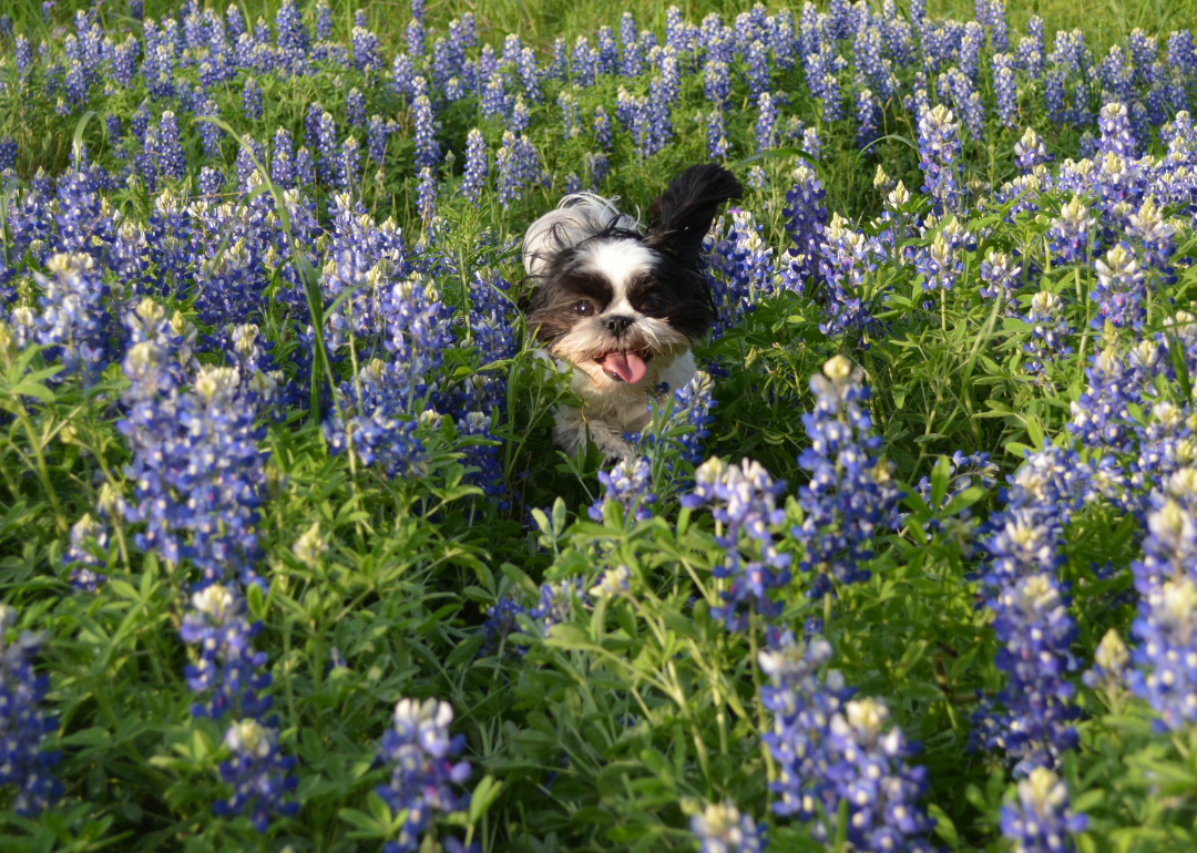 A small black-and-white dog in a field of Bluebonnets.