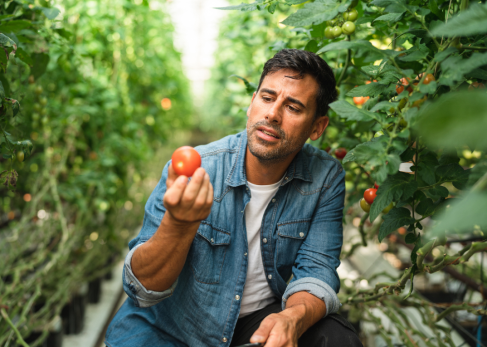 A farmer examining a tomato. 