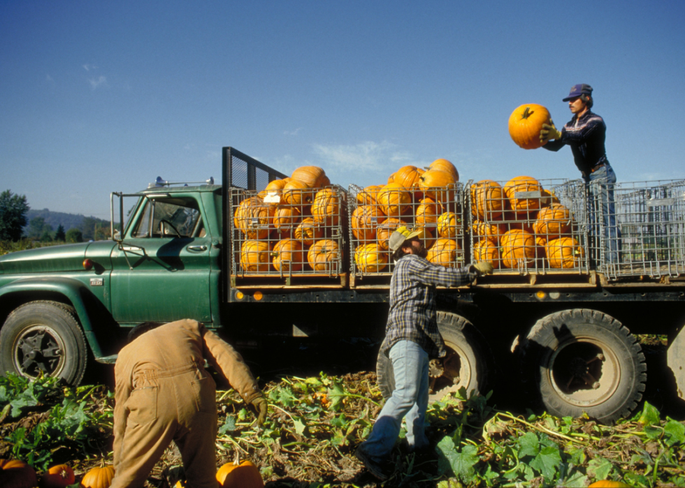 Farmers loading pumpkins into the truck.
