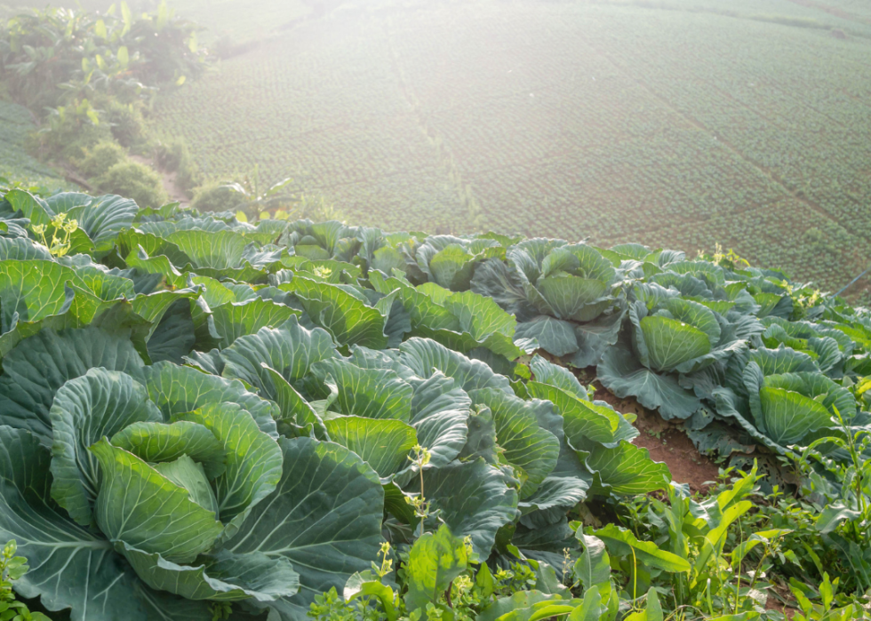 Field of cabbage. 