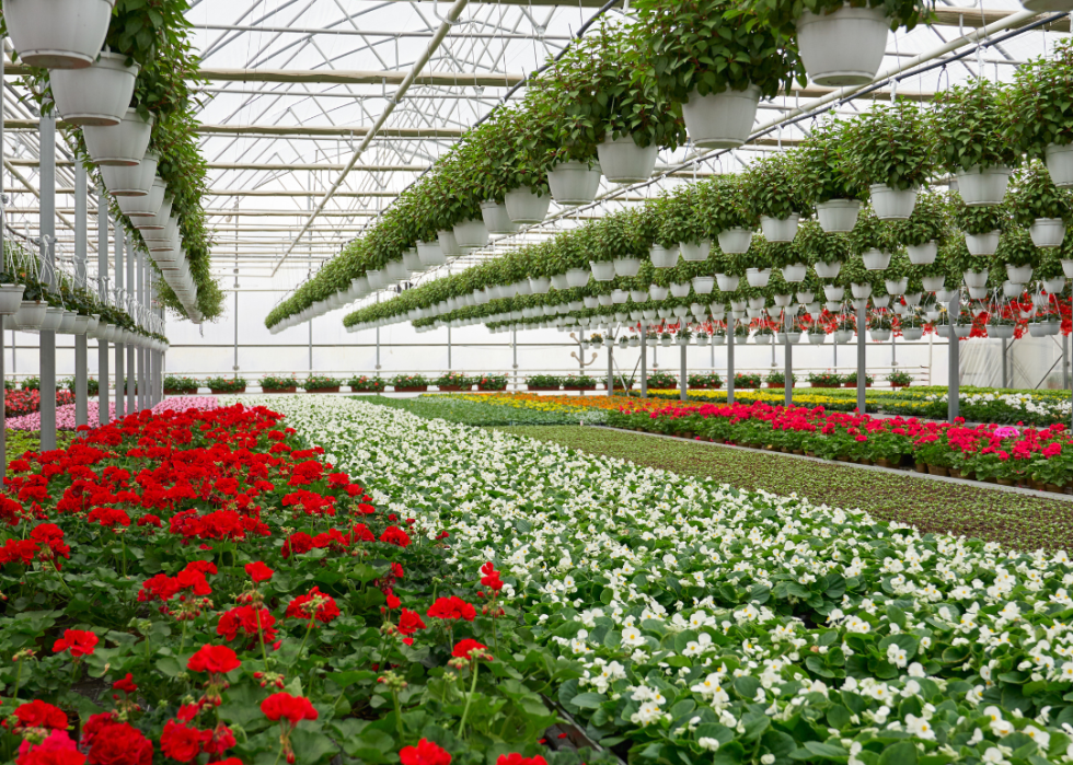 A greenhouse filled with colorful flowers. 