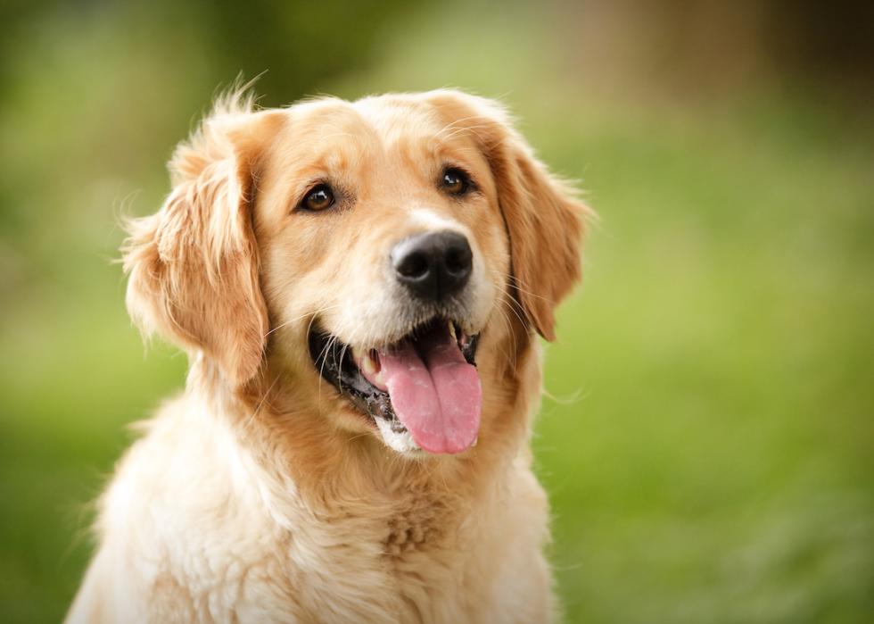 Golden retriever with tongue hanging out.
