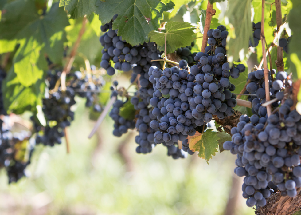 Grapes in vineyards. 