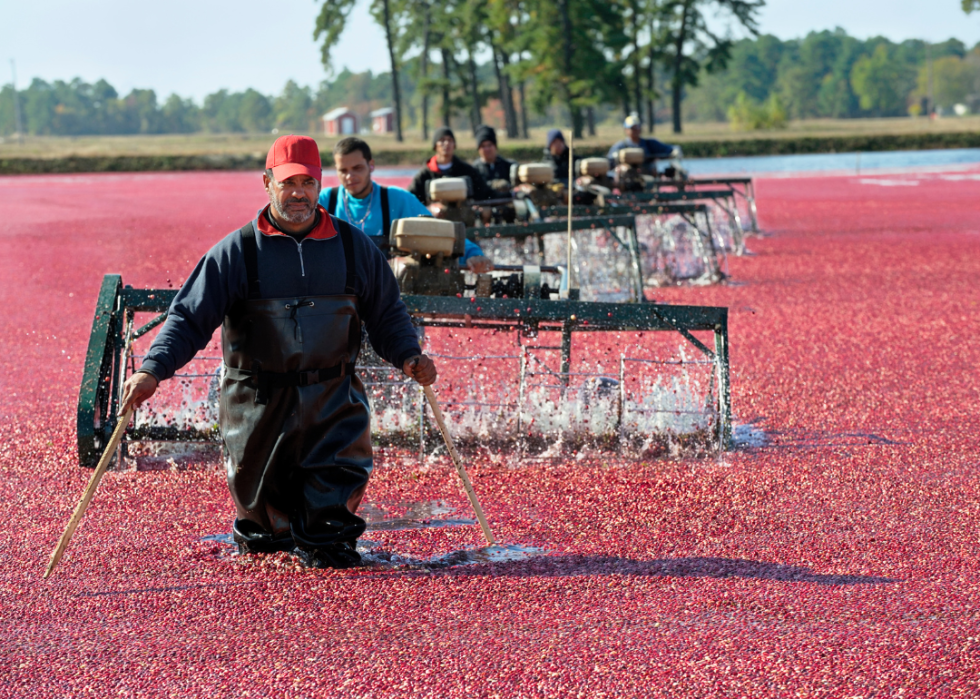 Cranberry harvest using water reel.