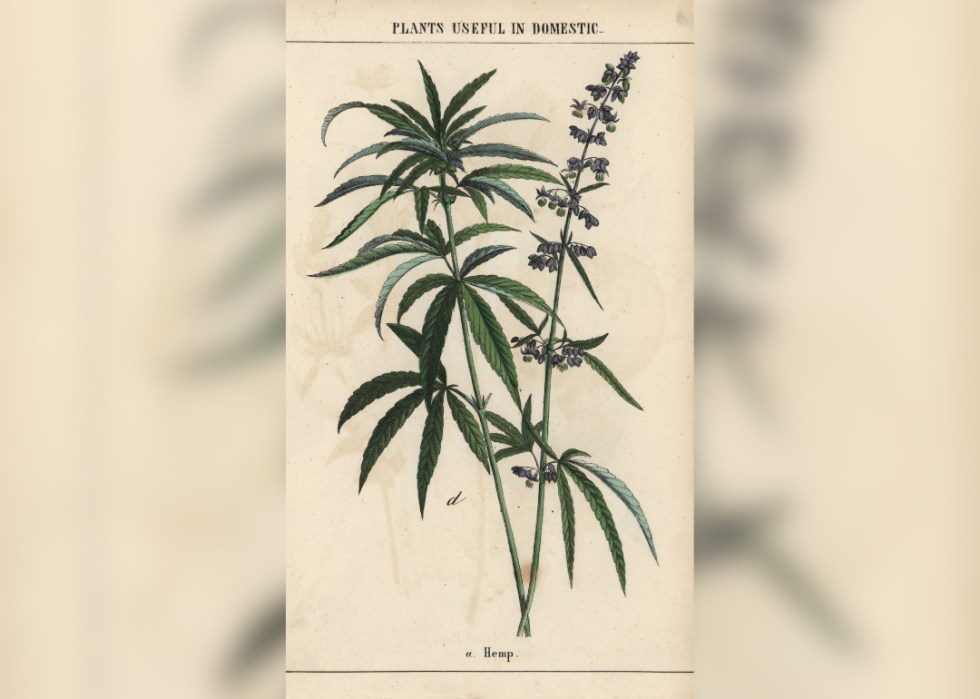 An 1858 illustration of hemp with blue flowers Chromolithograph from 'The Instructive Picturebook, or Lessons from the Vegetable World,' an item that appears in the Cannabis Museum’s collections.