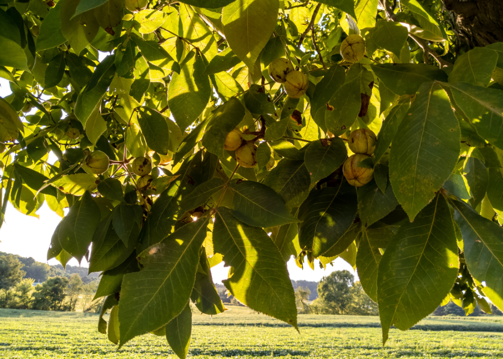 Nuts ripening on a Hickory tree.