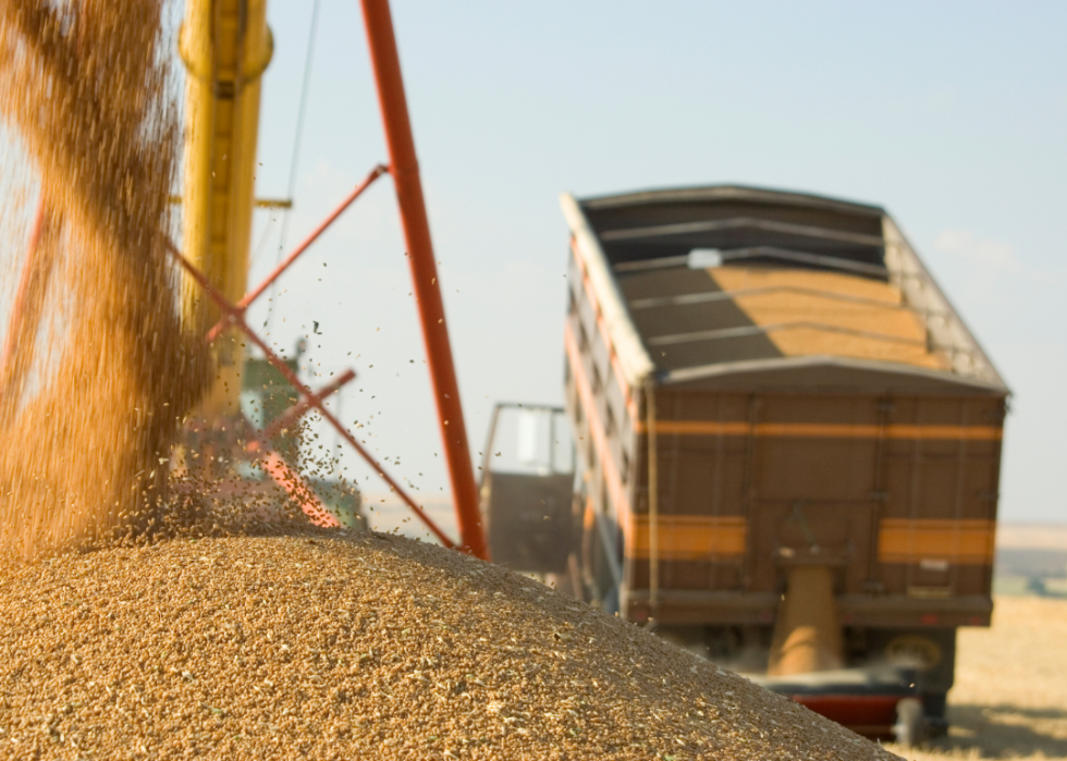 Wheat going into a truck.