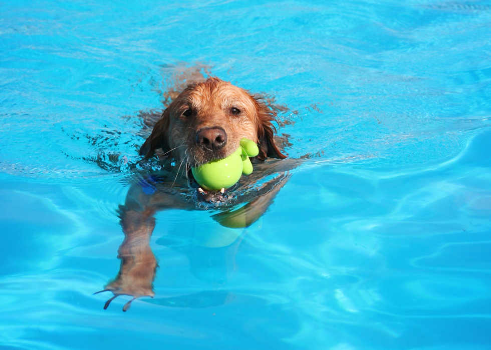 A yellow Labrador fetching a ball in a pool.