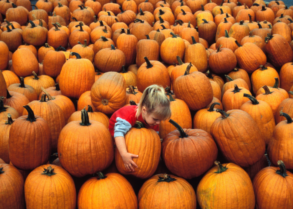 A small girl surrounded by pumpkins, while picking up a large pumpkin at the farmers market.