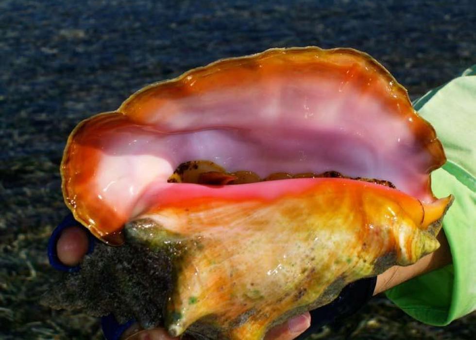 Close-up of a conch shell.