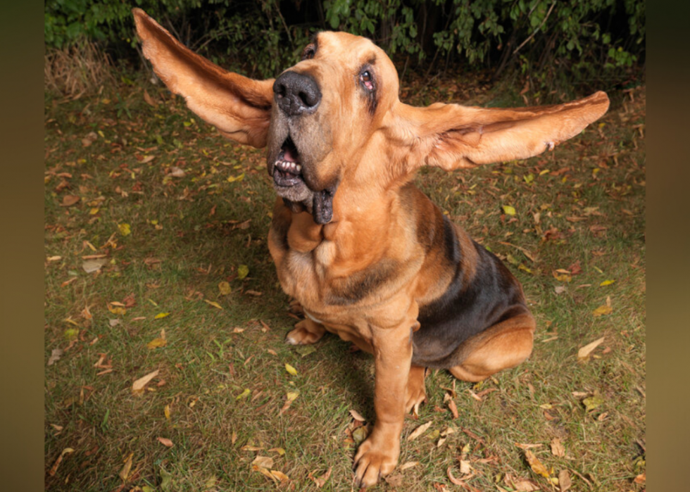 What Is The Longest Dog Ever