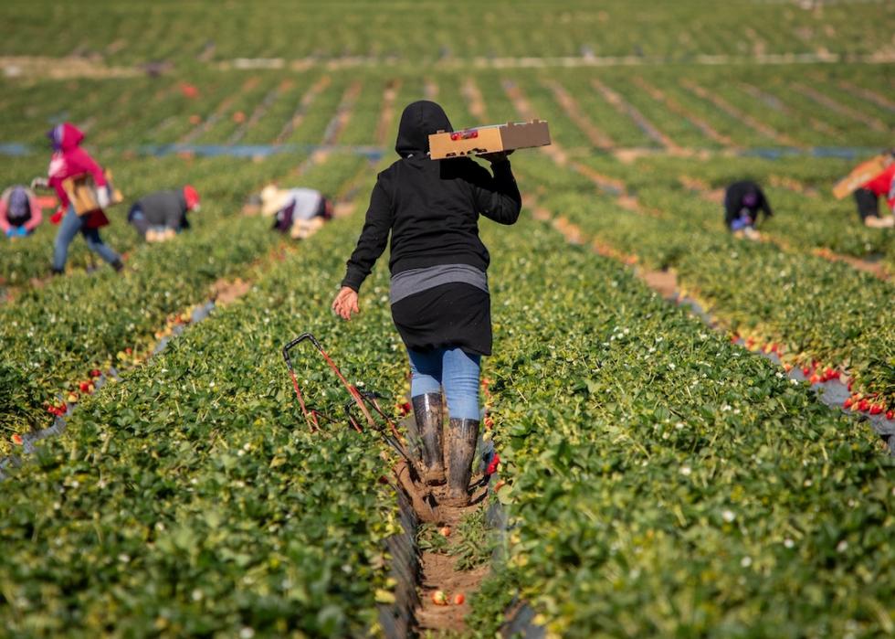 Farm field workers harvesting crops.