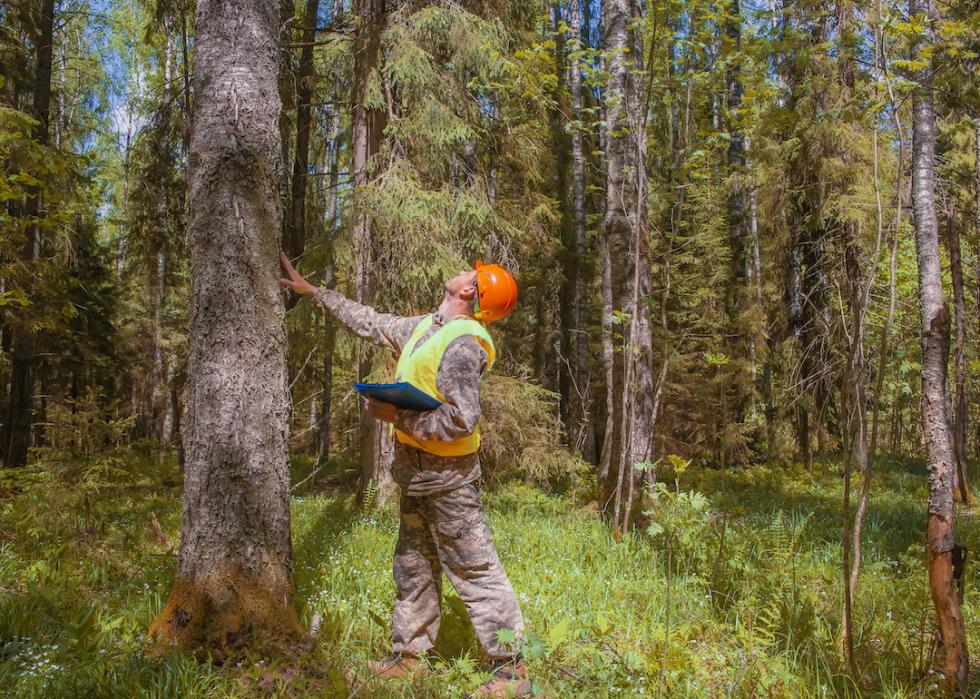 Forest worker examines tree.