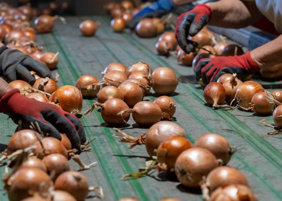 People sorting onions.