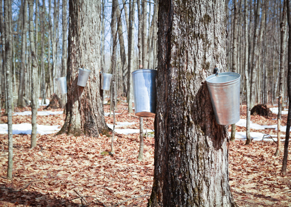 A group of maple trees with buckets attached to them in a forest.