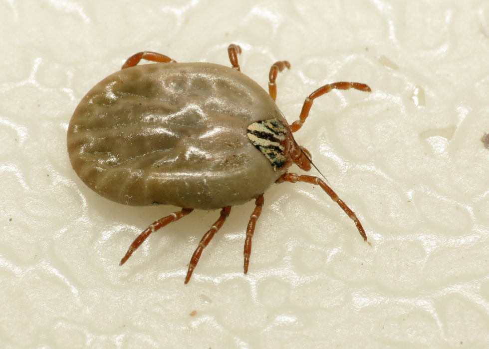 ticks identification guide