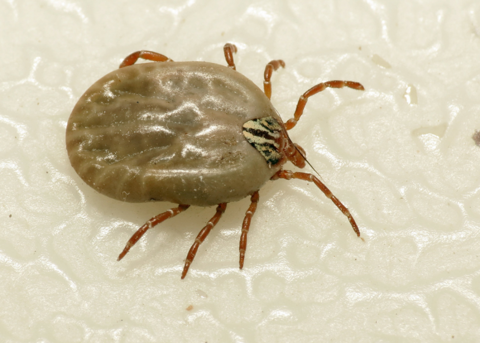 America S Most Common Ticks And How To Identify Them Stacker   Most Common Ticks Slide 4 